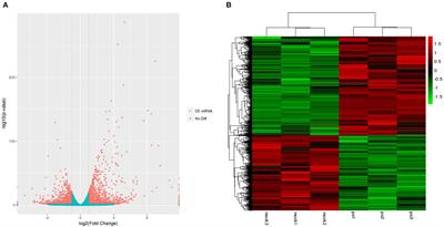 Integrated Analysis of miRNA-mRNA Expression in Mink Lung Epithelial Cells Infected With Canine Distemper Virus